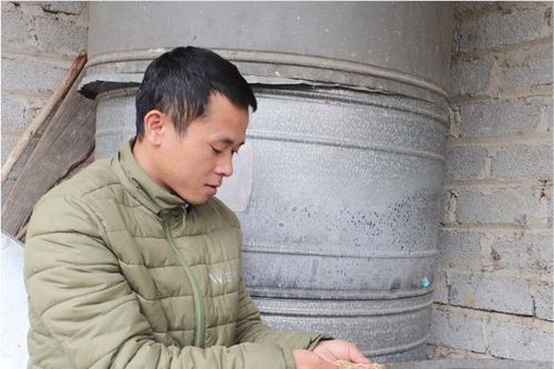 Chi Lăng: Triển vọng từ mô hình trồng lúa nếp thơm theo tiêu chuẩn VietGAP