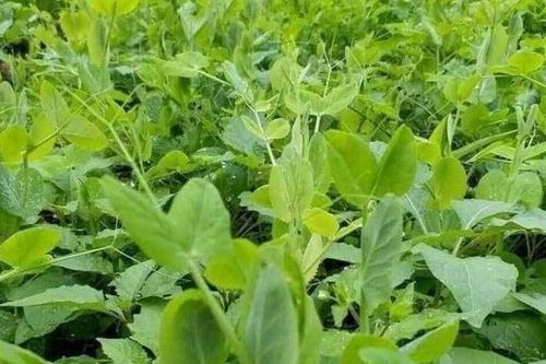 Loại rau 'râu rồng' ít người biết, cải thiện thị lực, nuôi dưỡng gan