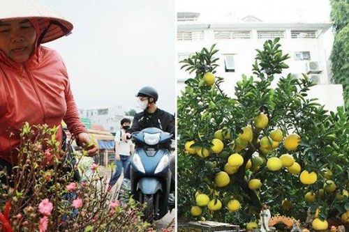 Ngỡ ngàng đào, bưởi cảnh xuống phố đón Tết sớm