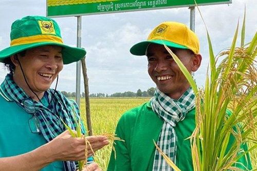 Phân bón Bình Điền giúp nông dân Campuchia tăng năng suất lúa thêm 1 tấn/ha