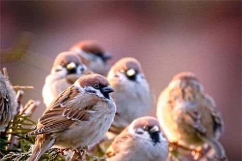 Ở đâu cũng có thể nhìn thấy chim sẻ, nhưng tại sao xác chim sẻ lại khó thấy?