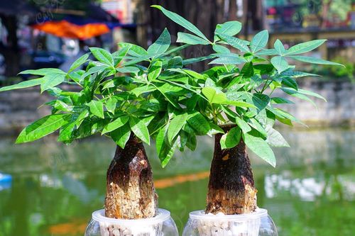 Cách chọn cây trồng phong thủy hợp mệnh