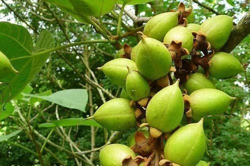 Bí ẩn về loài cây tạo oxy cao gấp 4 lần mọi loại cây khác