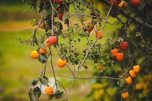Sức hấp dẫn từ tinh hoa ẩm thực xứ sở cao nguyên đá