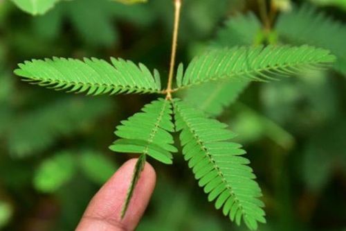 Bài thuốc chữa bệnh từ cây xấu hổ