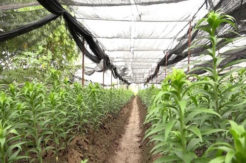 Huyện Mỹ Đức đưa giống mới vào sản xuất, thích ứng với biến đổi khí hậu