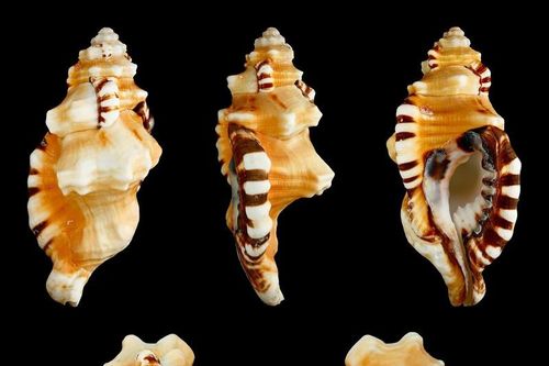 16 loài ốc biển cực đẹp, có nguy cơ tuyệt chủng ở Việt Nam