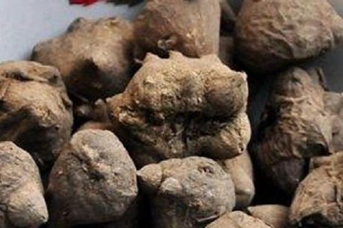 Ăn loại củ quen thuộc, 11 người có dấu hiệu tê lưỡi nhập viện gấp