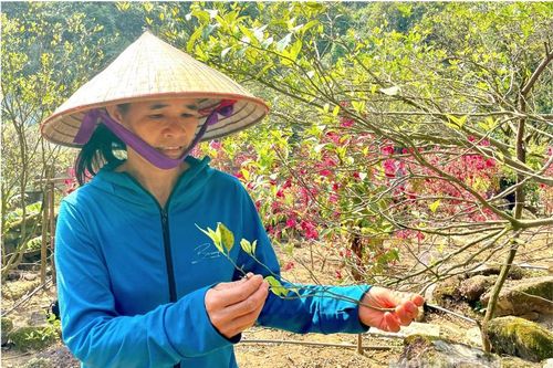Bắc Sơn: Nguy cơ mai một giống quýt vàng bản địa