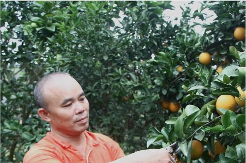 Tân Thành: Đa dạng mô hình sản xuất nông nghiệp hiệu quả