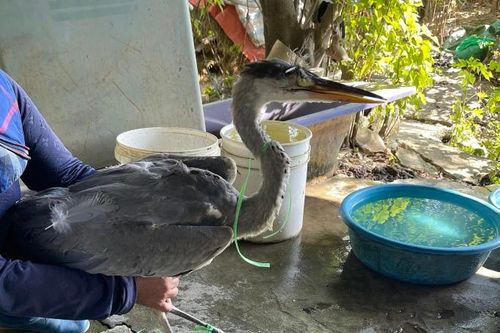 Hà Nội xóa sổ 'chợ chim trời' dọc Đại lộ Thăng Long