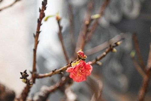 Cận cảnh loại đào vương giả nằm phòng điều hòa chờ 'đại gia' rước về chơi Tết