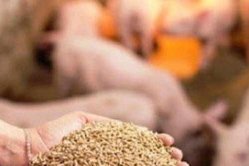 Nhập khẩu nguyên liệu thức ăn chăn nuôi lên tới 6,8 tỷ USD