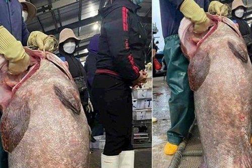 Tin tức 24h qua: Bắt được cá mú 'lớn chưa từng có' ở Nghệ An