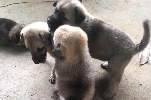 Chú chó con biểu diễn tuyệt kỹ 'xoạc chân' khiến hội chị em ngỡ ngàng, xấu hổ vì đi tập yoga cũng không dẻo bằng em cún