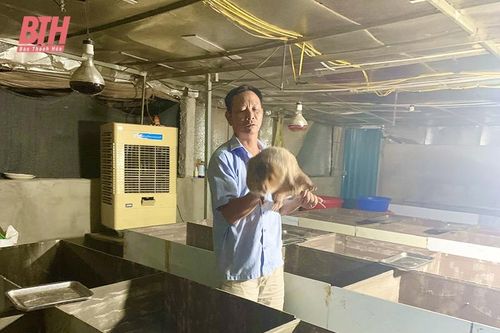 Hiệu quả mô hình nuôi dúi ở huyện Triệu Sơn