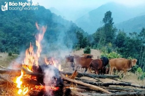 Trời rét 5 độ C, nông dân Kỳ Sơn đốt lửa sưởi ấm cho trâu bò