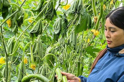 Vụ 12.000 gốc bí bị chặt phá: Mời một số người lên làm việc