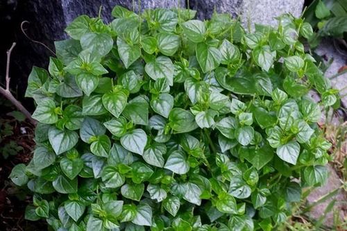 Top rau củ rẻ tiền khắc tinh của ung thư chợ Việt bán nhiều