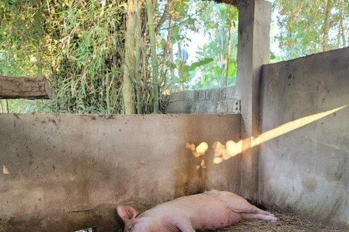 Lợn dự án cấp cho hộ nghèo, cận nghèo bị ốm và chết khiến dân mất Tết