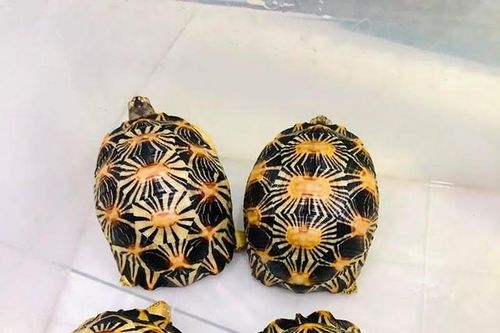 Nuôi rùa cảnh 'độc, lạ' có thể bị phạt tù