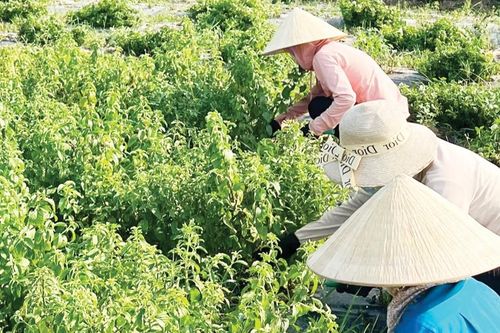 Đất cằn tỏa tinh hương