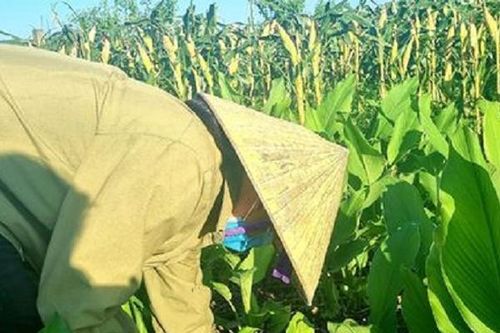 Lão nông nhẹ nhàng kiếm 4 tỷ đồng nhờ loại cây nhà nào cũng có