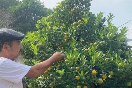 Lão nông Hà Nội mang quất ghép với 'cây lạ', bán hàng trăm triệu đồng/gốc vẫn 'cháy hàng'