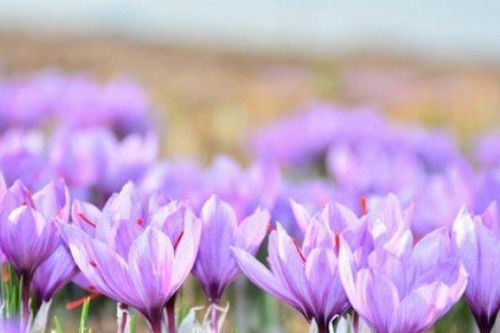 Nghệ tây có tốt với sức khỏe chàng?