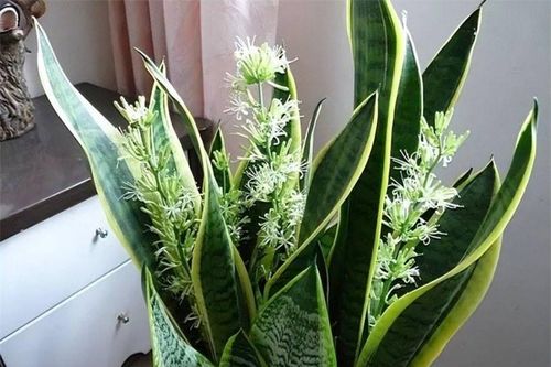 Người xưa nói: '5 hoa đua nở, vạn sự như ý': Cây cảnh này nở hoa, năm mới nhà nhiều tài lộc, giàu có