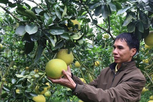 Tái cơ cấu ngành nông nghiệp: Chìa khóa phát triển nông nghiệp bền vững