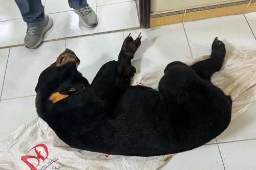 Bắt giữ 3 đối tượng mua bán gấu chó, rắn hổ chúa