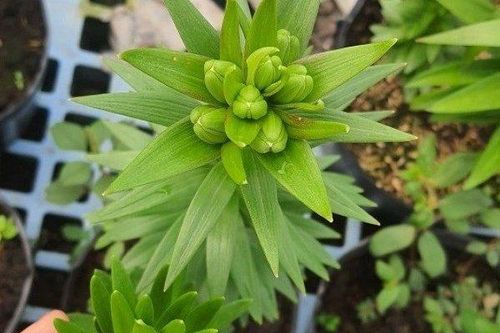 Củ hoa ly, tuylip rao bán tràn lan 'chợ mạng' và những lưu ý ít người biết