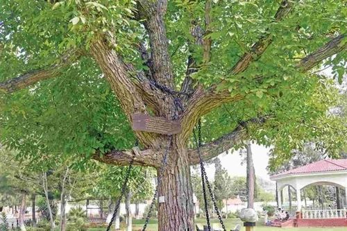 Cận cảnh hai cây cổ thụ bị xiềng xích vì lý do kỳ lạ