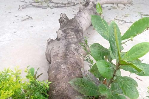 Phú Yên: Bốn học sinh bị thương do cây phượng bật gốc