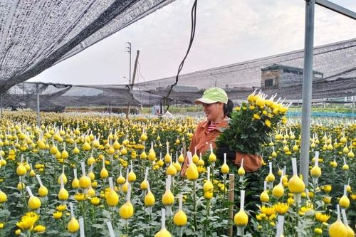 Làng hoa thị trấn Phố Lu chuẩn bị mùa Tết 2024