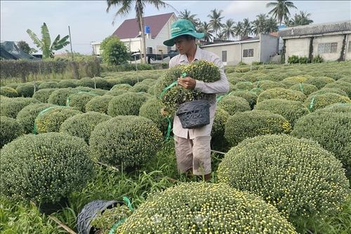 Nhiều giống hoa mới 'trình làng' dịp Tết Nguyên đán 2024