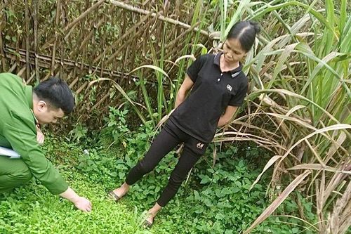 Phá nhổ gần 1.000 cây thuốc phiện trồng trong vườn nhà dân