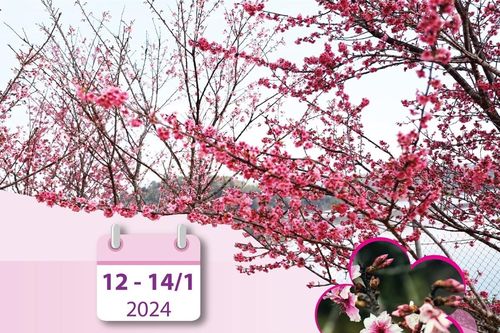 Lễ hội Hoa anh đào - Điện Biên Phủ năm 2024