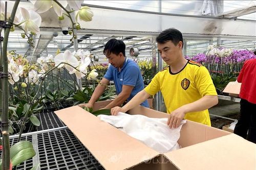 Nhà vườn hoa, cây cảnh sẵn sàng phục vụ Tết