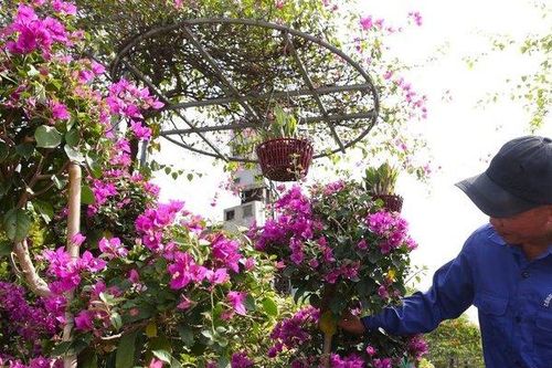 Hoa giấy rực rỡ khoe sắc 'hút khách' dịp Tết
