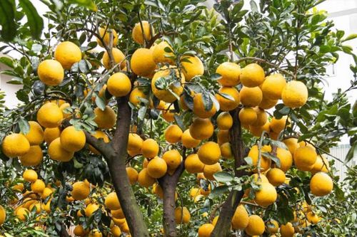 Điểm tin kinh tế - thị trường ngày 12/1/2024: Bưởi bonsai tiền triệu xuống phố