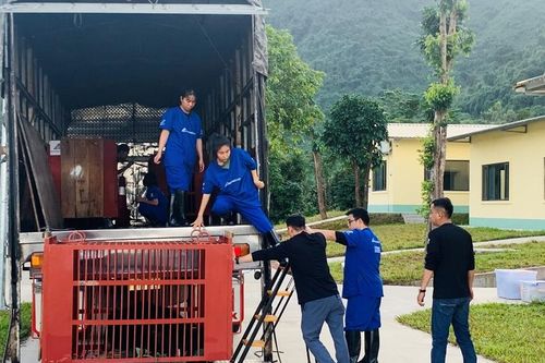 Cứu hộ 3 gấu ngựa từ TP. Hồ Chí Minh về Vườn Quốc gia Bạch Mã