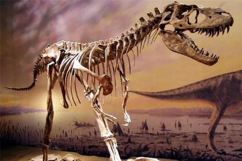 Soi bụng khủng long bạo chúa, chuyên gia sửng sốt thấy thứ này