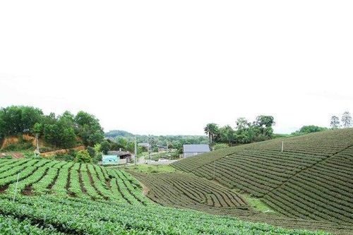 Chuyển đổi tư duy sản xuất chè: Từ chiều rộng sang chiều sâu