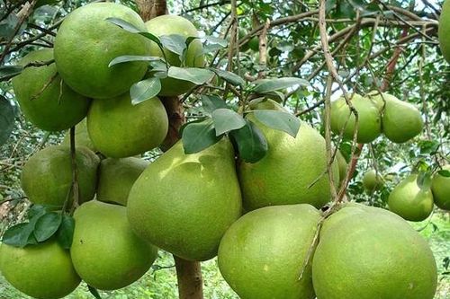 Nguồn cung dồi dào, giá bưởi dịp Tết thấp
