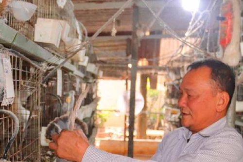Nuôi loài 'chim hiền lành', anh nông dân bỏ túi ngay 200 triệu đồng
