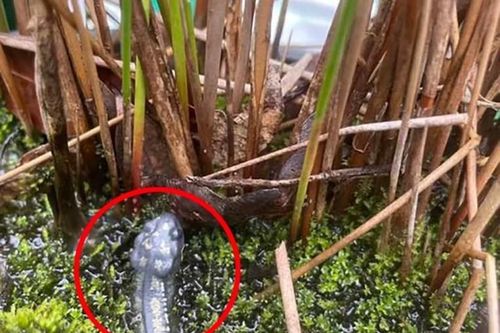 Phát hiện 'quái vật' trồi lên từ chậu cây cảnh... cái kết hết hồn
