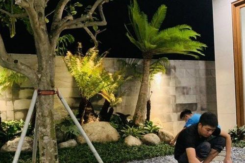 Độc lạ cây dương xỉ cổ đại được nhiều người săn lùng trang trí dịp Tết