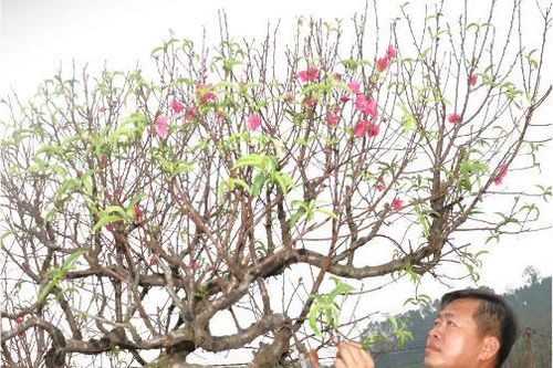 Sắc xuân về trên làng đào Minh Hòa